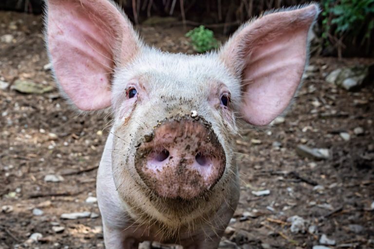Little Pig face close-up