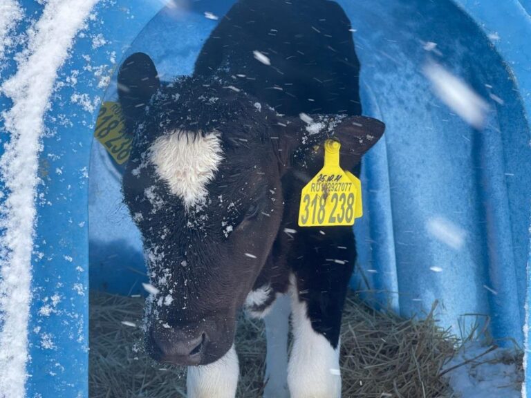 Baby cow in the snow