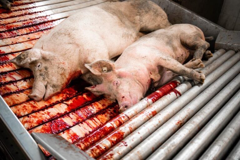 Slaughtered pigs in slaughterhouse for meat production
