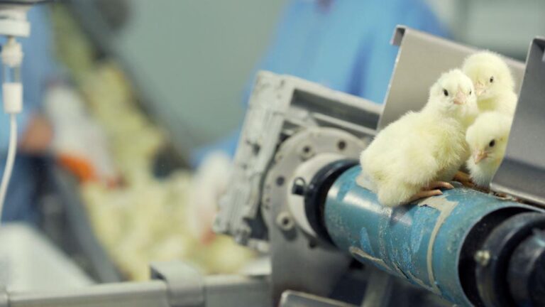 Chickens in factory farm