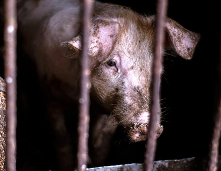 Dirty pig in slaughterhouse cage