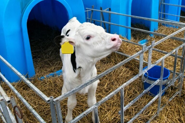 Young calf in a nursery for cows on a dairy farm